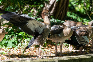 Group of Egyptian Geese. One goose flapping its wings.
