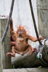 Nine month old baby male Sumatran orangutan learning how to climb on the ropes © silukstockimages