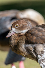 Egyptian Goose with fly insect flying over its head