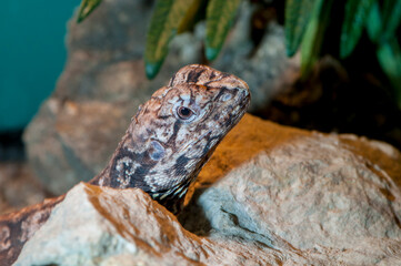 Close-up head shot of a Frilled Dragon