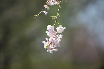 桜の花びら