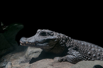 Close up of a West African Dwarf Crocodile
