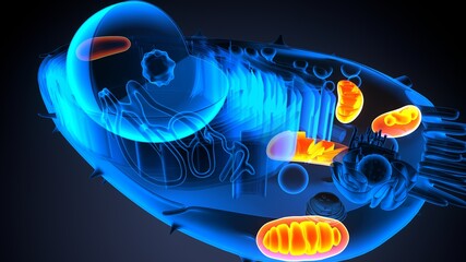 3d illustration of animal cell anatomy
