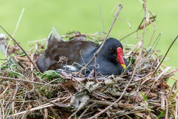 Swamp Chicken sitting in its nest