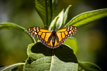 Monarch butterflies during migration