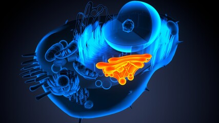 3d illustration of animal cell anatomy