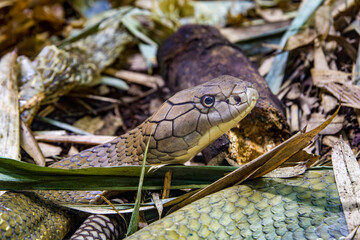The king cobra (Ophiophagus hannah) is a large elapid endemic to forests from India through Southeast Asia. It is the world's longest venomous snake. It preys chiefly on other snakes.