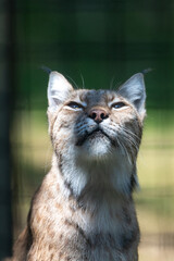 Naklejka na ściany i meble Eurasian Lynx in the shade looking upwards