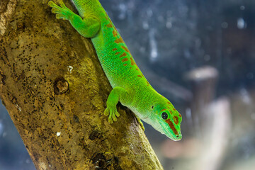 Madagascar giant day gecko (Phelsuma grandis) is a diurnal arboreal species of day gecko, native to areas of tropical and subtropical forest in northern Madagascar.