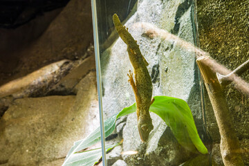 Henkel's leaf-tailed gecko (Uroplatus henkeli ) stick on the glass, which is a species of gecko, a...