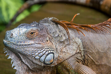 The Red Iguana(Iguana iguana) closeup image. 
it actually is green iguana, also known as the American iguana, is a large, arboreal, mostly herbivorous species of lizard of the genus Iguana.