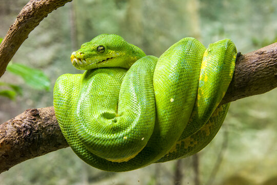 The green tree python (Morelia viridis) is a species of snake in the family Pythonidae. 
it is a bright green snake,  living generally in trees.