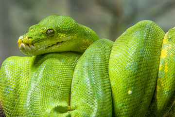 The green tree python (Morelia viridis) is a species of snake in the family Pythonidae. 
it is a bright green snake,  living generally in trees.