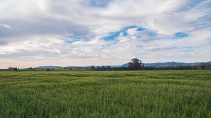 wheat field in the summer