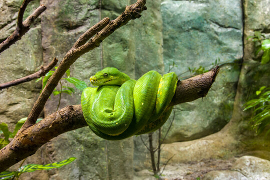 The green tree python (Morelia viridis) is a species of snake in the family Pythonidae. 
it is a bright green snake,  living generally in trees.