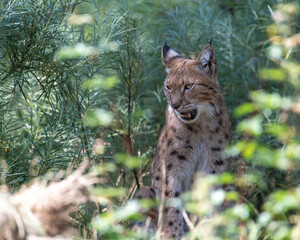 Eurasian Lynx with open mouth