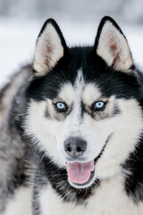 Portrait of a Siberian husky, friendship forever. Pet. Husky