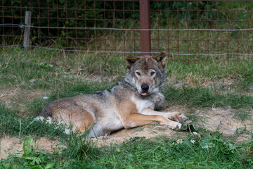 Resting and happy Eurasian Wolf looking at the camera