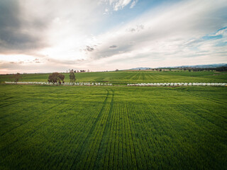 Sunset over green field
