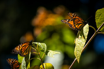 Monarch butterflies during migration