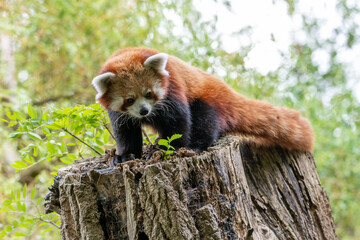 Naklejka premium Red Panda on a log or trunk of a tree, looking at plant