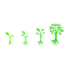 Tree growing stage with roots plant isolated on white background vector illustration