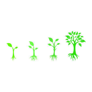 Tree Growing Stage With Roots Plant Isolated On White Background Vector Illustration