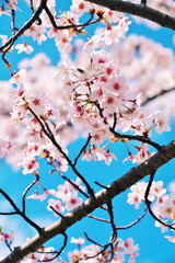 青空をバックにクローズアップ