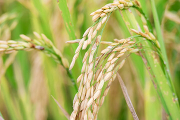 Ears of rice in field, close up. Rice is the most important crop in Thailand.