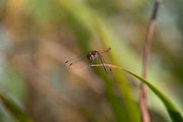Yellow-winged darter dragonfly
