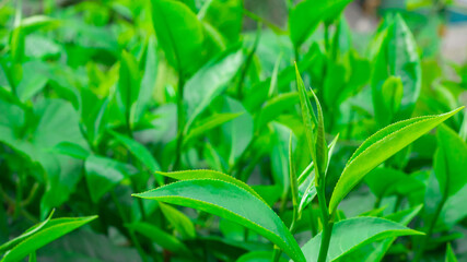 closeup top of Green tea leaf in the morning, tea plantation, blurred background.