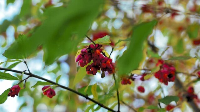 a beautiful footage of pink european euonymus on a thin shoot behind green leaves