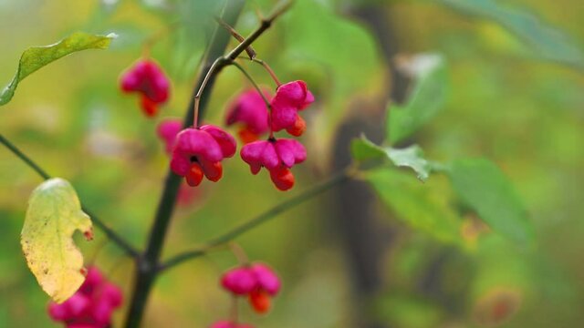 a closeup of pink european euonymus on a thin shoot with green leaves in HD