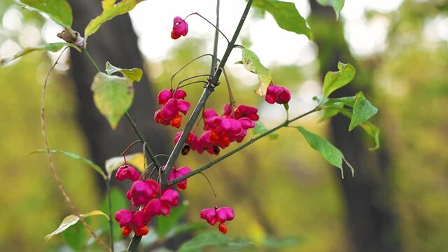a closeup of pink european euonymus on a thin shoot with green leaves in HD