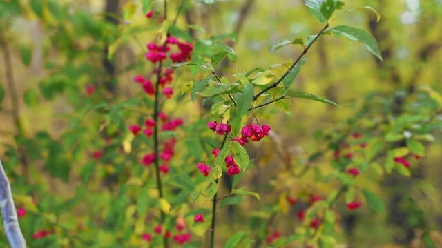 a beautiful view of pink european euonymus with green leaves