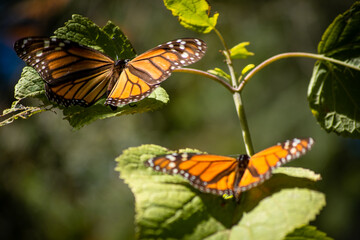 Obraz premium Monarch butterflies during migration