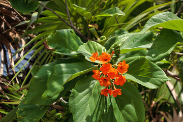 Cozumel Mexico - The Maya Ruins