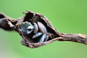 Abstract macro close up of Mother of Millions plant pup. Close up of baby plantlet growing, blurred background.