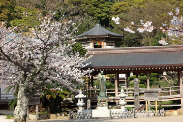 鎌倉の春　浄土宗光明寺の桜