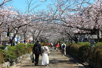 鎌倉の春　段葛の桜2014年　　　鶴岡八幡宮の参道、若宮大路の中央の盛土がされた道。源頼朝が作ったといわれる。春には桜のトンネルを通って八幡宮に参ることができる。