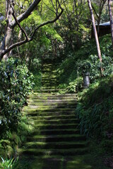 鎌倉の春　苔の寺妙法寺