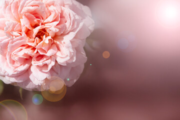 Close-up pink rose mean love for valentine festival.