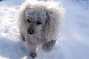 A beige poodle in the bright winter sun chooses a road in the snow