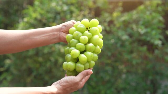 Hand holding green grape on blur background, Shine Muscat Grape with leaves on natural farm background.