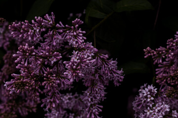 Lilac with buds and purple flowers on a black background. Spring photo