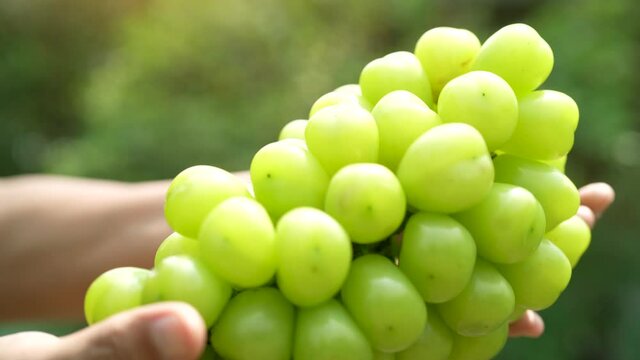 Hand holding Green grape on blur background, Shine Muscat Grape with leaves on natural farm background.
