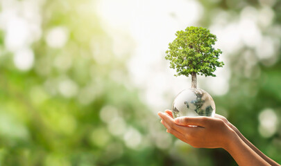 hand holding glass globe ball with tree growing and green nature blur background. eco concept - obrazy, fototapety, plakaty