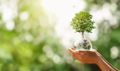 Poster hand holding glass globe ball with tree growing and green nature blur background. eco concept © lovelyday12