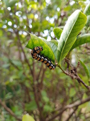 Orange and black caterpillar on a leaf