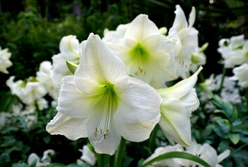 Fototapeta na wymiar White amaryllis flowers at full bloom